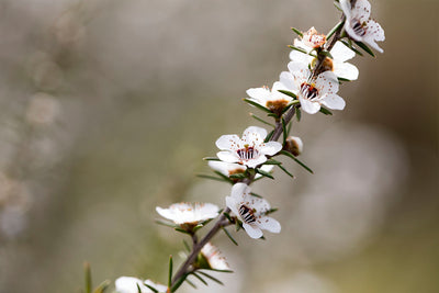 Unification the hot topic at the conference of the National Beekeepers Association attended by Waikato based SummerGlow Apiaries.