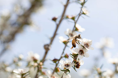 Waikato based Manuka Honey producers, Summerglow Apiaries backs test to prove Manuka Honey Authenticity